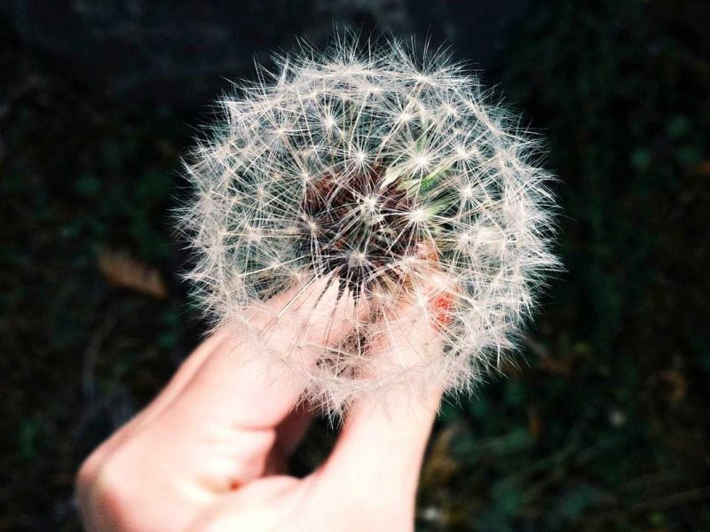 Efficitur vitae scelerisque viverra faucibus vel conubia in lectus et phasellus egestas turpis